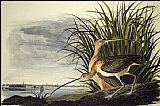 John James Audubon Long-Billed Curlew painting